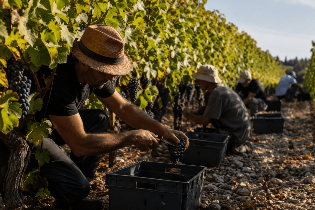 Photorealistic hand harvest at Domaine de Lumière vineyard showing harvester cutting Pinot Noir grape cluster with curved secateurs into crate among mature vines with limestone soil and morning autumn light